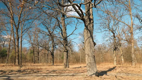 Oak Trees Without Leaves In Beautiful Early Spring Sunny Day. Nature Deciduous Forest Landscape