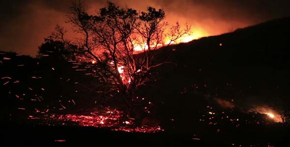 Fire In Forest At Night 3