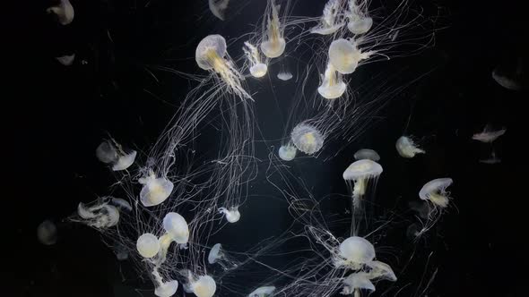 Jellyfish - Chrysaora Lactea - at Kamon Aquarium, Japan.