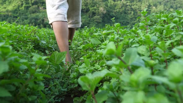 Farmer Feet Walking In His Vegetable Garden