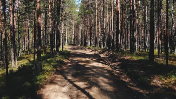 Long Ground Forest Road with High Pinetrees and Grass