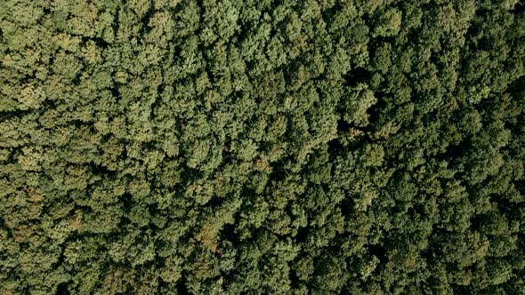 Thick Forest view from above