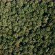 Thick Forest view from above - VideoHive Item for Sale