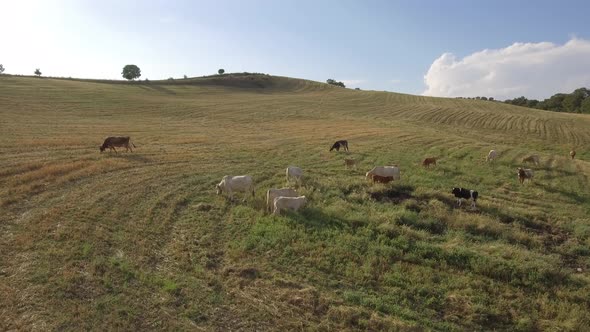 Cows grazing on open fields in the countryside in Italy