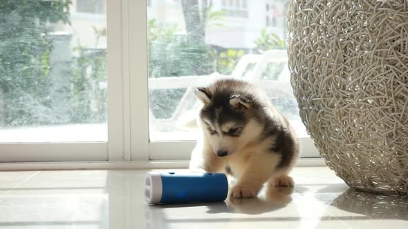 Cute Siberian Husky Puppy Playing Slow Motion