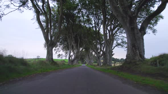 The Dark Hedges in Northern Ireland a Popular Tourist Attraction