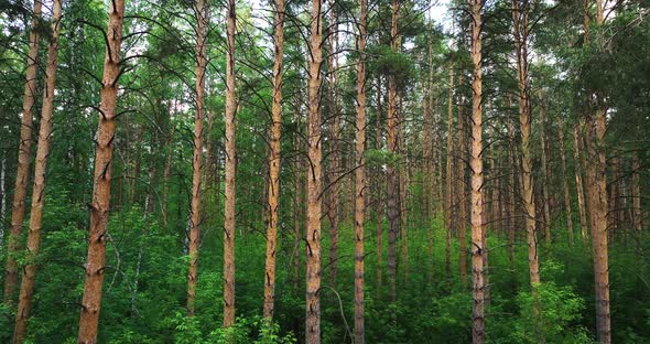 Flight among the pine forest in summer. Pinery. Aerial view. Cloudy