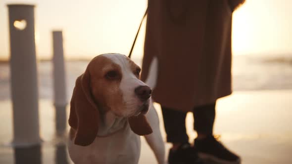 Close Up Nice Dog on Leash Standing and Running on Pier Holding By Woman Slomo