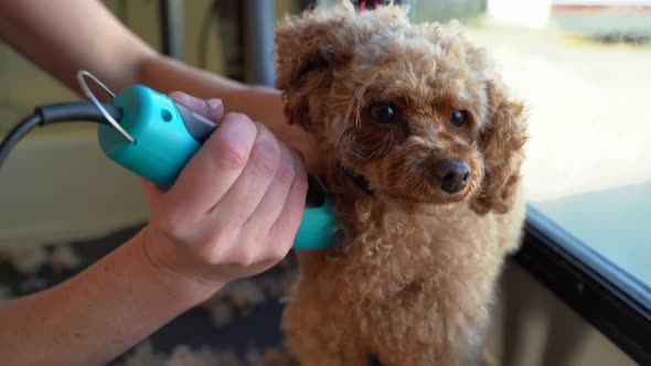 A close up face shot of a cute mini poodle doodle getting its curly fur cut with clippers