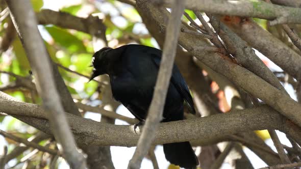 Brewer's blackbird in a tree