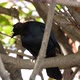 Brewer's blackbird in a tree - VideoHive Item for Sale