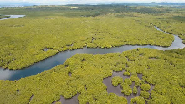 Mangrove Forest in Asia