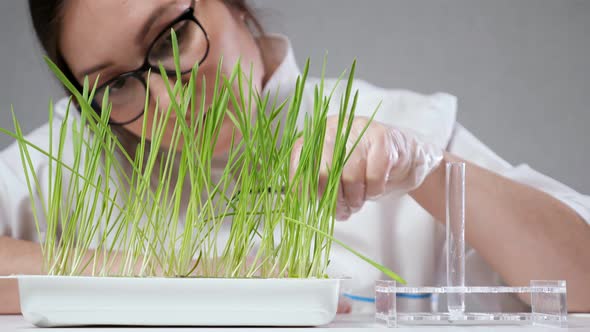 Laboratory Worker Puts Grass Stem in Test Tube for Research