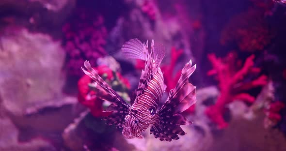 Underwater World Corals and Beautiful Zebra Fish