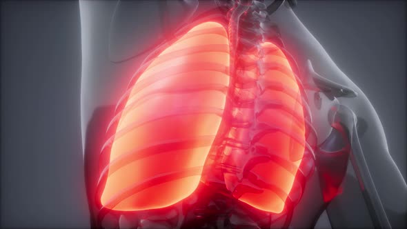 Human Lungs Radiology Exam