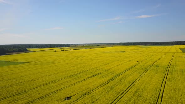 Rapeseed Fields Aerial  7