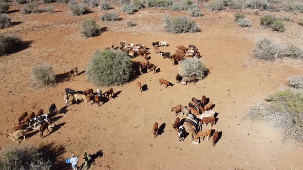 Female Karoo farmer feeds cattle to aid diet during drought in semi-desert. South African breeds; Af