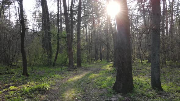 Aerial View of the Road Inside the Forest