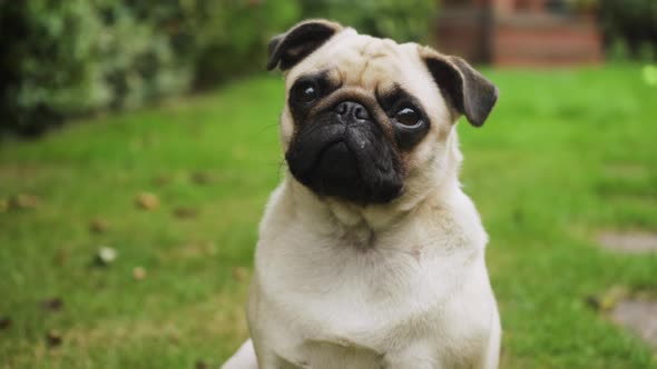 Close up of cute pet pug dog sitting outside reacting to noises. 4K