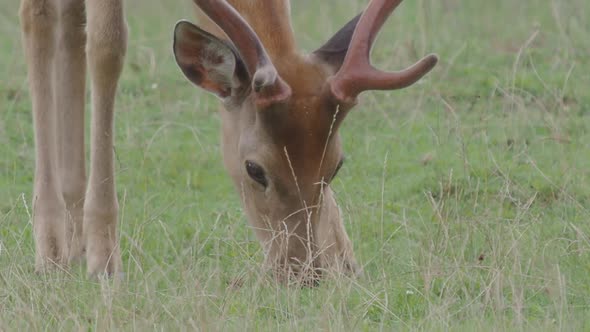 Grazing Fallow Deer. Dama Dama, Ruminant Mammal,