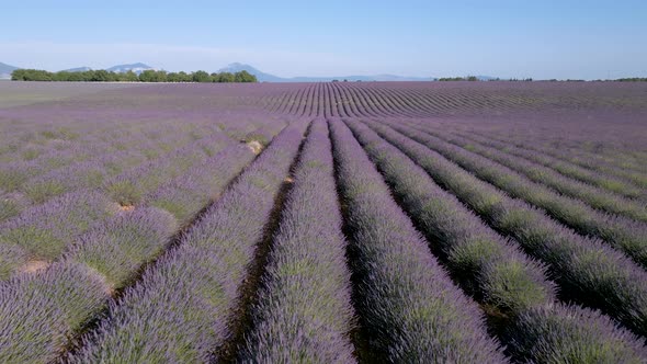Drone flying backwards over a lavender field