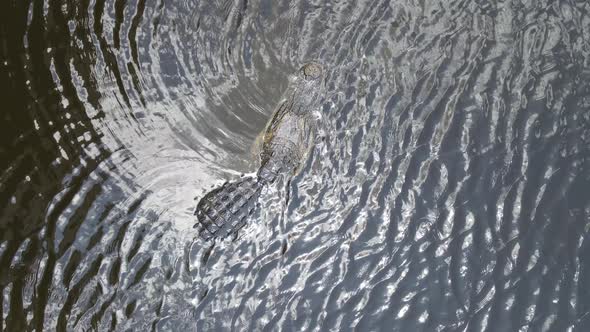 overhead of a huge alligator in Myakka State Park in Manatee County, Florida