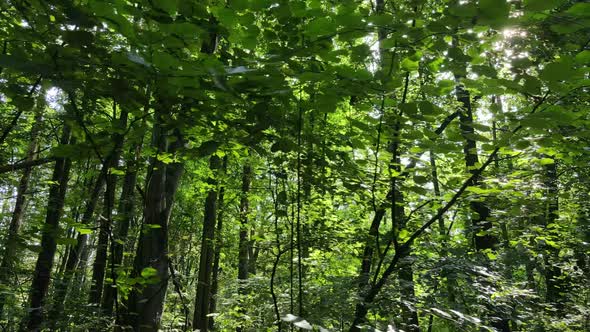 Trees in the Forest During the Day