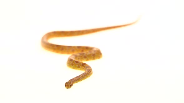 Tiger Python Molurus Bivittatus Morph Albine Burmese in White Background