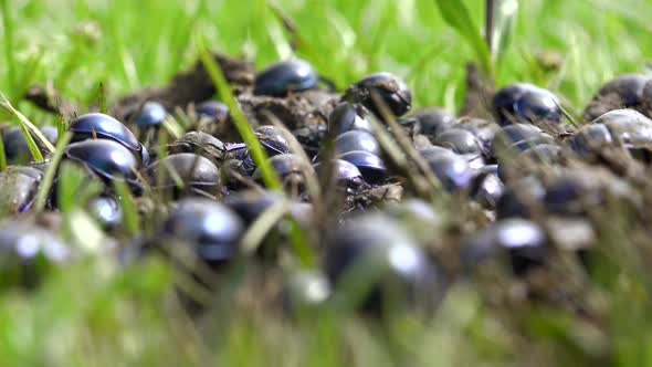 Crowd Scarab Beetles Eating New Fresh Wet Manure in Green Grass