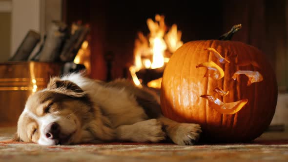 Dog Napping Near a Carved Pumpkin