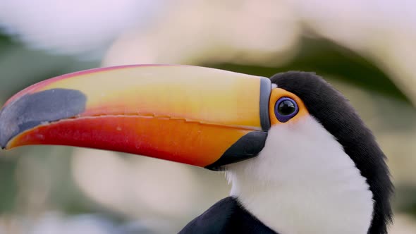 Macro close up of exotic Ramphastos toco or Toco Toucan in wilderness