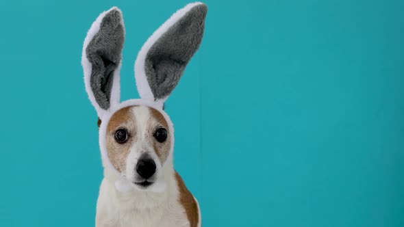 Frightened Dog with Rabbit Ears