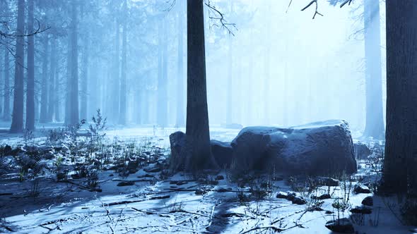 Impressive View of Fog and Sunlight After Frost on the Pine Forest