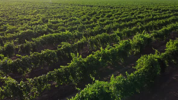 Vineyard View From the Air