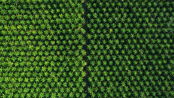 Drone is flying over young oil palm trees in plantation