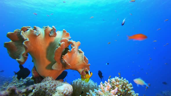 Clownfish and Tropical Sea Life