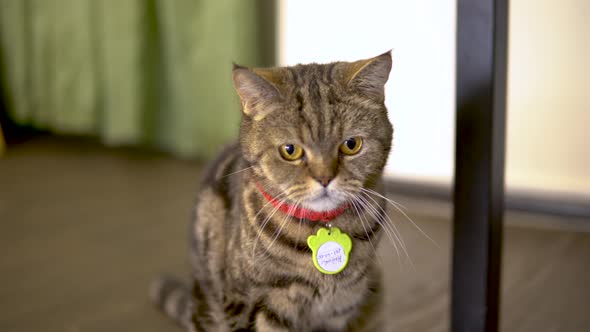 British Cat Sitting on the Floor. Sad Cat Looks Away. The Camera Zooms In.