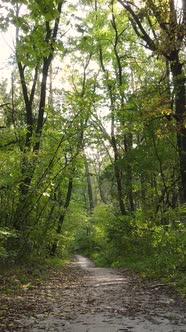 Vertical Video of Trees in the Forest in Autumn