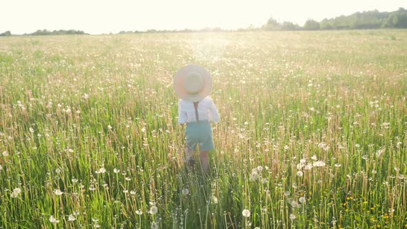 Child Boy 5 Years Old in a Hat Run on a White Dandelion on the Field During Sunset