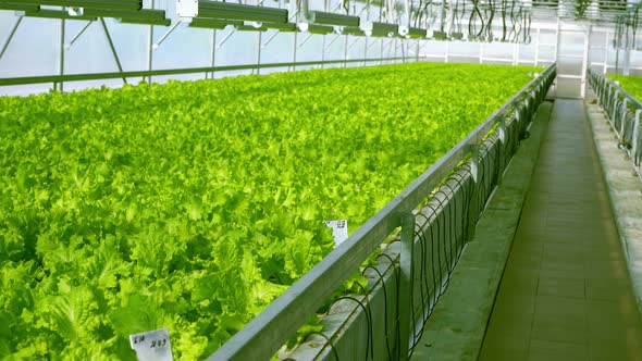 Grow Lettuce in the Greenhouse