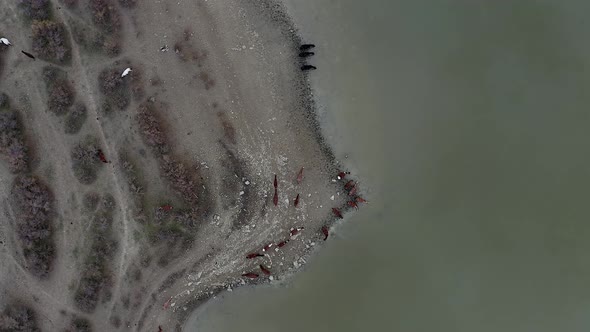 Aerial top view of grazing horses drinking water from the lake Bugaz Crimea Russia. Zoom in. Animals