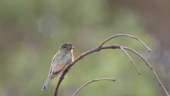 Little bee-eater on a branch