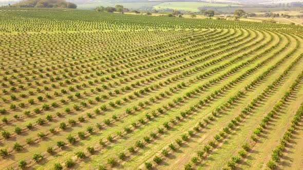 Rising aerial of countless rows of orange plantation in Brotas, Sao Paulo