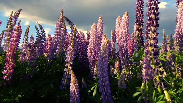 Beautiful Lupin Field at Lake Tekapo, New Zealand in Summer