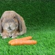 The Lop-Eared Rabbit of A Breed a Dwarf Ram Sits on A Lawn and Washes - VideoHive Item for Sale