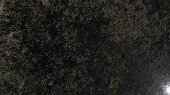 Florida Everglades, rising birds-eye view of vegetation