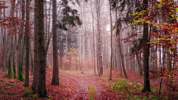 Footpath through autumn foggy forest, aerial view