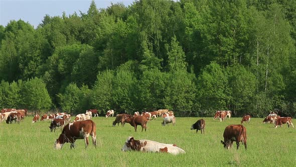 A Herd of Dairy Cows Grazing on a Green Meadow in Summer