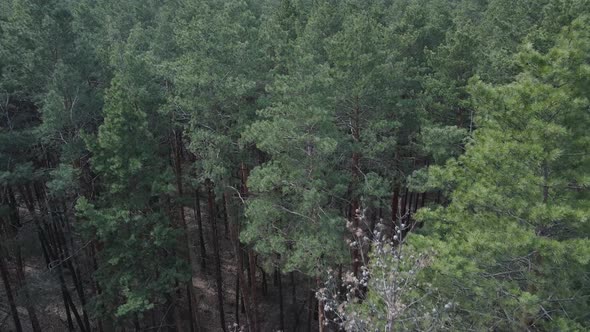 Green Pine Forest By Day Aerial View