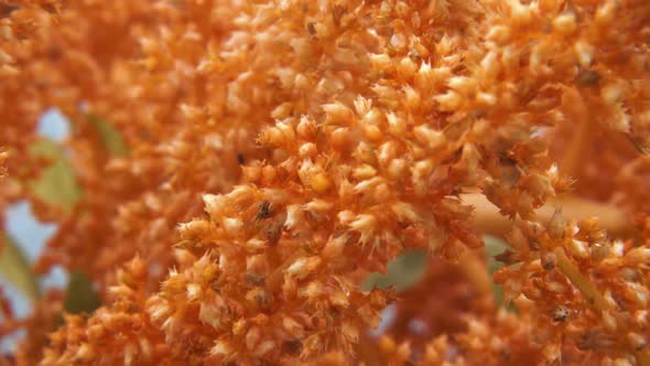 Juana's Golden Amaranth Close Up